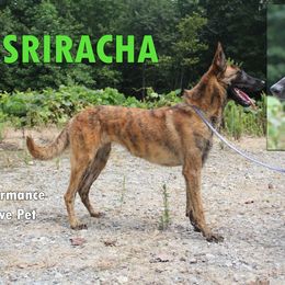 Sriracha - Gold brindle female Dutch Shepherd puppy in Jasper, Georgia from Von Der King Working Dogs
