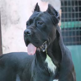 Unique - Cane Corso