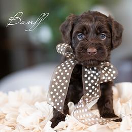 Australian Labradoodle puppies from Hunterberry Hill Labradoodles