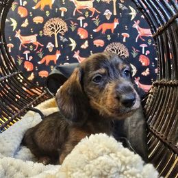 B - Cream male Dachshund puppy in Willard, Utah from Simply Sharing Love