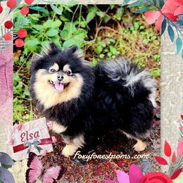 Elsa - Pomeranian