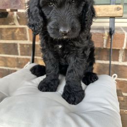 Midnight - Black female Goldendoodle puppy in Saginaw, Texas from Mariah's Goldendoodles