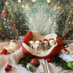 Clumber Spaniel Puppies from Lemontree Clumbers