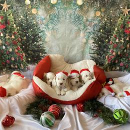 Clumber Spaniel Puppies from Lemontree Clumbers