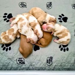 Cocker Spaniel puppies from Lucky Doodle Creations