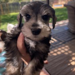 Miniature Schnauzer Puppies from Wahl 2 Wahl Schnauzers