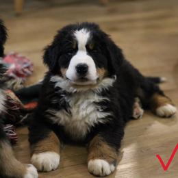 Pauly - Black rust and white male Bernese Mountain Dog puppy in Walnut Creek, Ohio from Emerald Acres Bernese