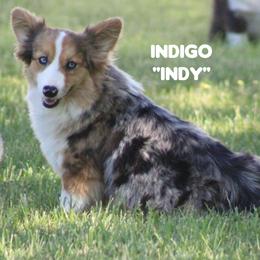 Indy - Pembroke Welsh Corgi