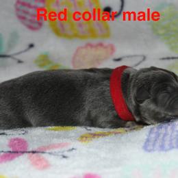 Red collar male - Blue male German Shepherd puppy in Ann Arbor, Michigan from Von Der Havier German Shepherds