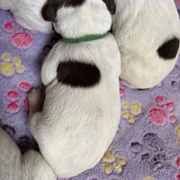 Hulk - Brown and gray male Wirehaired Pointing Griffon puppy in Grangeville, Idaho from Happy Hollow Griffons