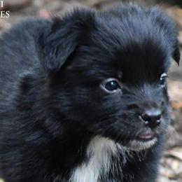 Ava - Black & white female Miniature Australian Shepherd puppy in Patterson, North Carolina from DreamLine Aussies