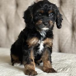 Cavapoo and Poodle Puppies from Autumn Poodles/Doodles