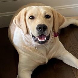 Macie - Labrador Retriever