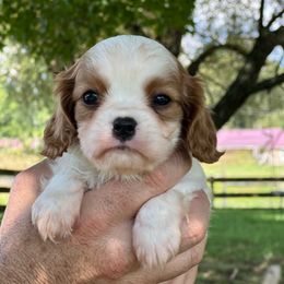 1st pick Blenheim - Blenheim male Cavalier King Charles Spaniel puppy in Graysville, Tennessee from Country Goldens and Mountain Top Cavaliers