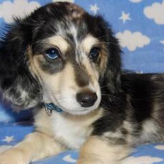 Dachshunds from Creekside Doxies