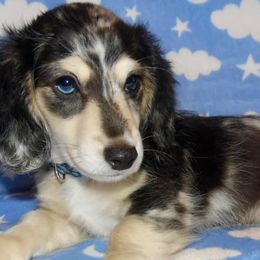 Dachshunds from Creekside Doxies