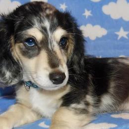 Dachshunds from Creekside Doxies