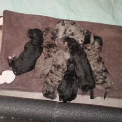 Aussiedoodle and Goldendoodle Puppies from Law Doodles of SC