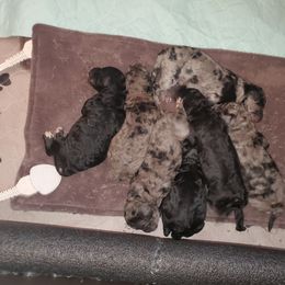 Aussiedoodle and Goldendoodle Puppies from Law Doodles of SC