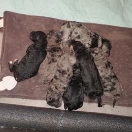 Aussiedoodle and Goldendoodle Puppies from Law Doodles of SC