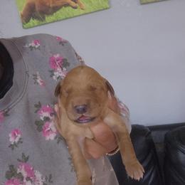 Duke - Golden male Golden Retriever puppy in Milwaukee, Wisconsin from Pedigree Golden Retrievers