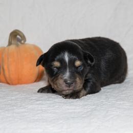 Stevie Nicks - Black tri-color female Australian Shepherd puppy in Bristol, New Hampshire from NewFound Lake Aussies