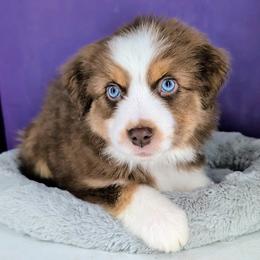 Remi3Girl1- RTF,Long,AKC,OFA,Genetics - Red tri-color female Australian Shepherd puppy in South Hill, Virginia from Silverside Aussies LLC