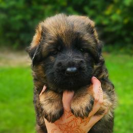 Henry - Sable male German Shepherd puppy in White Cloud, Michigan from Von WestLynn German Shepherds