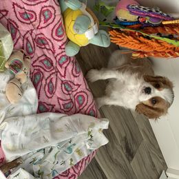 Cavalier King Charles Spaniel Puppies from Bella Fleur Cavaliers