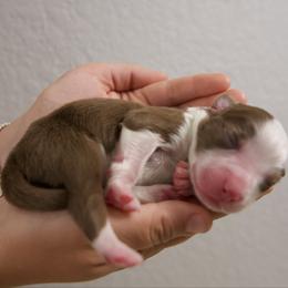 Ben - Red & white male Australian Shepherd puppy in Bertram, Texas from Ashley’s Australian Shepherds
