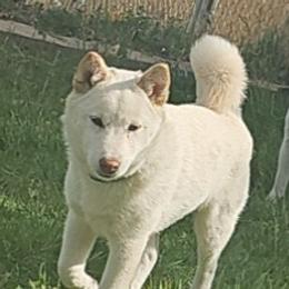 Benji - Shiba Inu