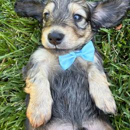 Yahtzee - Cream male Dachshund puppy in Michigan from Hidden Haven Dachshunds