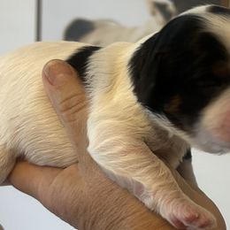 Cavalier King Charles Spaniels, Cavapoos, Maltipoos, and Poodles from Lainy's Homegrown Farm puppies