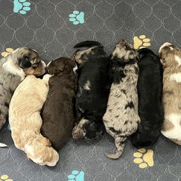 Aussiedoodles, Bernedoodles, and Goldendoodles from Gunstock Doodles