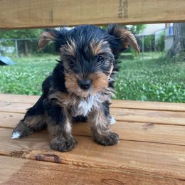 Yorkshire Terrier Puppies from Elaine’s Pup Co.