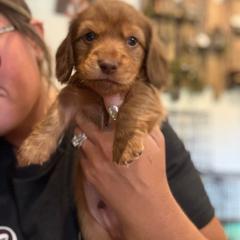 Meatball - Chocolate and tan male Dachshund puppy in Harold, Kentucky from Taylors Tiny Tails