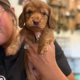 Meatball - Chocolate and tan male Dachshund puppy in Harold, Kentucky from Taylors Tiny Tails