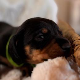 Roscoe - Black and tan male Dachshund puppy in Wallingford, Kentucky from Hensley Homestead Dachshunds