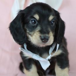 Milo - Black and cream male Dachshund puppy in Wakarusa, Indiana from PuppyLove Dachshunds