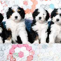 Schnoodles from Grand Lake Poodles & Doodles