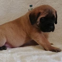 Mastiff and Neapolitan Mastiff Puppies from Sims English Mastiffs