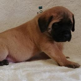Mastiff and Neapolitan Mastiff Puppies from Sims English Mastiffs