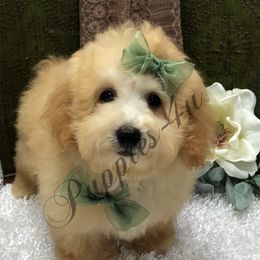 Poodle Puppies from Puppies-4U
