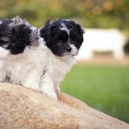 Bichon Frise and Shih Tzu Puppies from Teddy Bears of Arizona