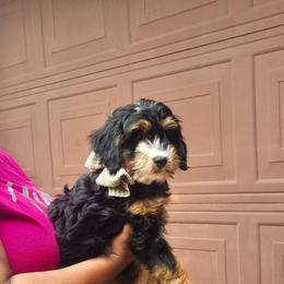 Pink collar - Tri-color female Bernedoodle puppy in Jacksonville, Florida from Haj Paj Bernedoodles