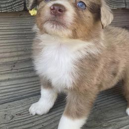 Miniature Australian Shepherds and Toy Australian Shepherds from SF Toy & Miniature Aussie’s