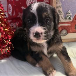 Girl 3 - Tri-color female Bernedoodle puppy in Perryville, Maryland from Heavenly Heritage Dachshunds and Doods