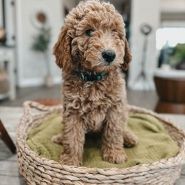 Bernedoodle, Goldendoodle, and Sheepadoodle Puppies from High Desert Doodles