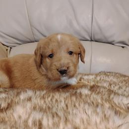 Poppy - Gold female Labradoodle puppy in Apache Junction, Arizona from Loving Doodle