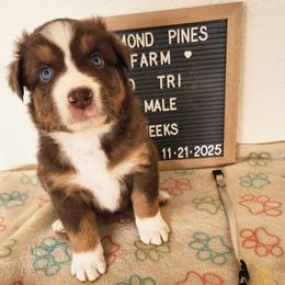Grey - Red tri-color male Australian Shepherd puppy in Camp Verde, Arizona from Diamond Pines Farm